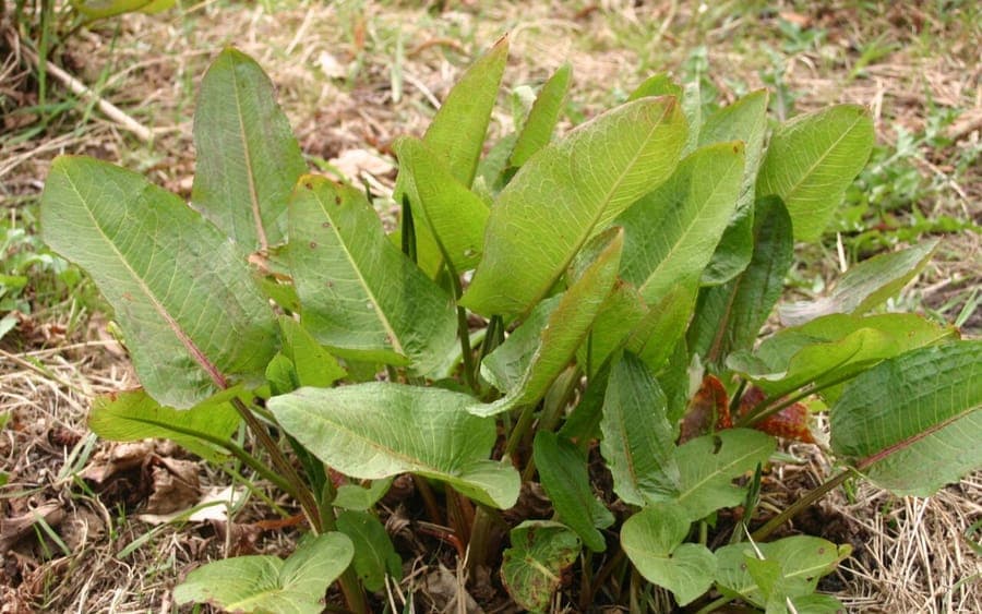 Zuring plant met karakteristieke stijve bladeren