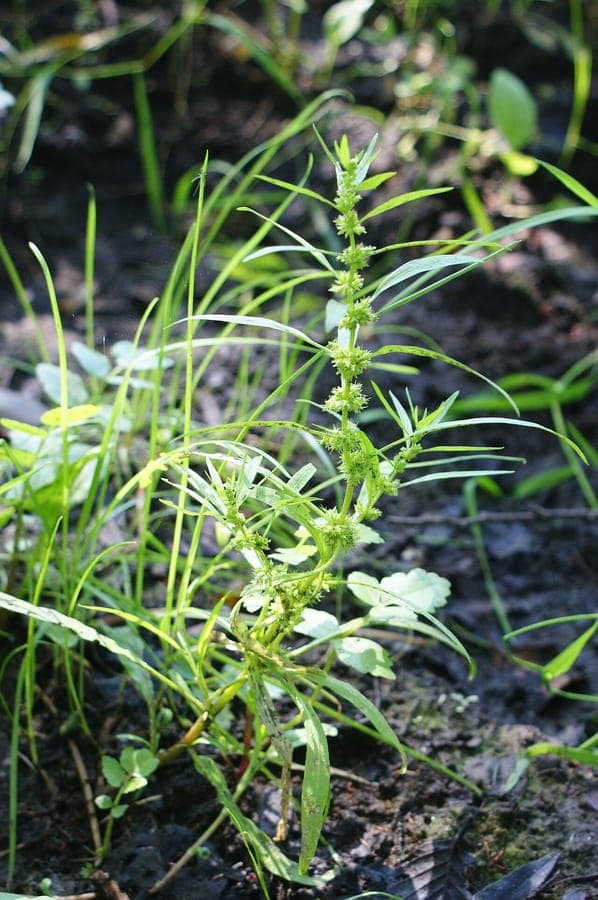Marsh dock plant with green flowers in wetland habitat