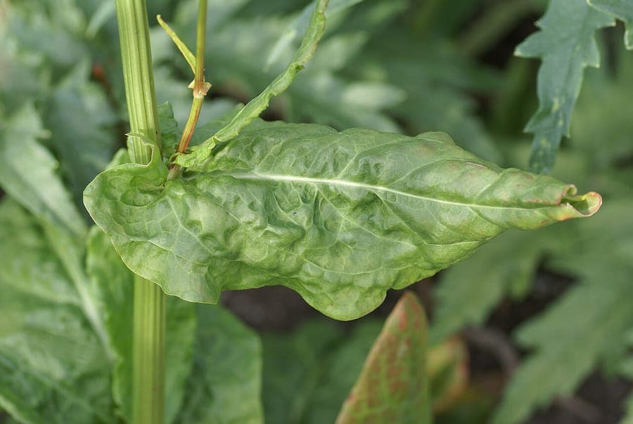 Garden sorrel plant with characteristic wrinkled green leaves in vegetable garden