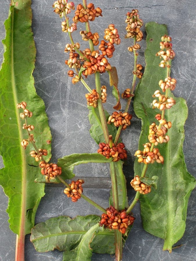 Fleurs et feuilles de Rumex rupestris