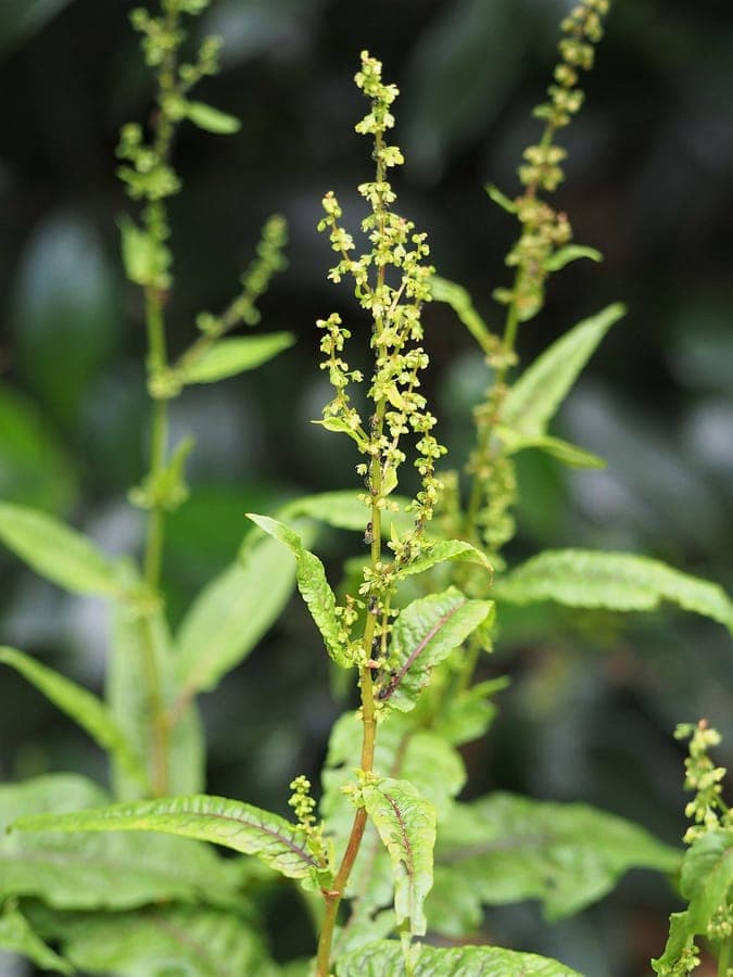 Bloedzuring plant met rode aderen in groene bladeren in bosomgeving