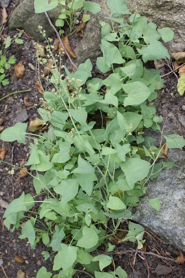 French sorrel with green shield-shaped leaves and reddish stems