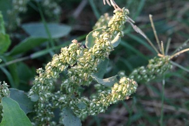 Rumex stenophyllus narrowleaf dock with narrow lance-shaped leaves and brown seed spikes