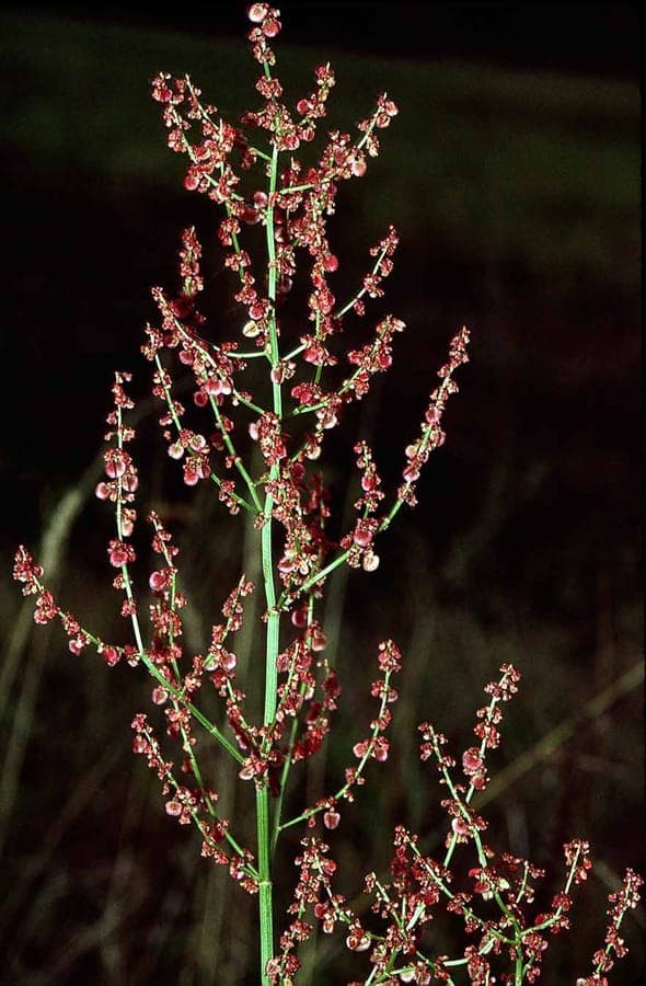Narrow-leaf sorrel with slender green leaves and reddish flower clusters