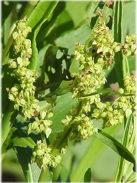 Leaves and seed heads of Rumex triangulivalvis