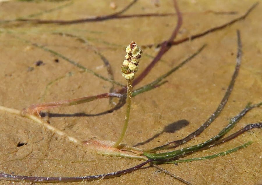 Spiral tasselweed with spiral-shaped leaves underwater