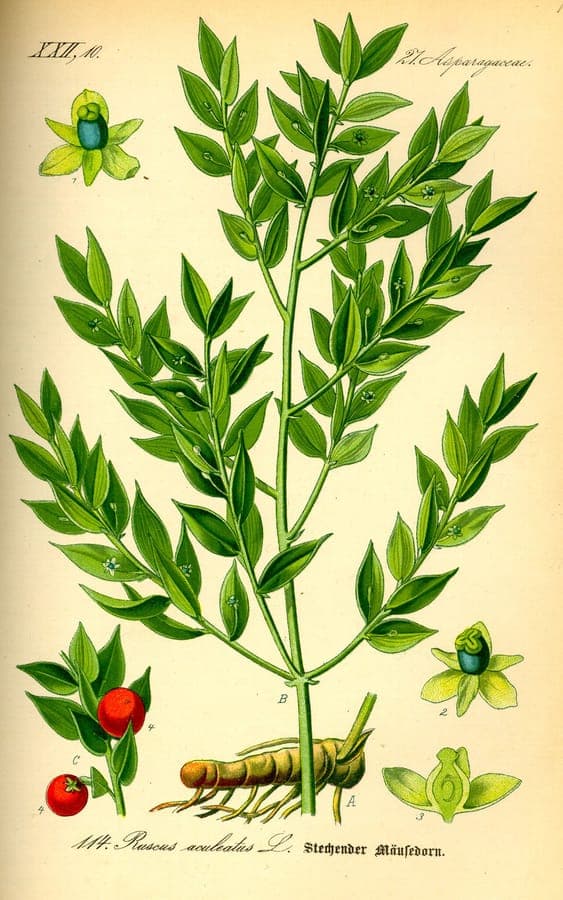 Butcher's broom with glossy green spiny leaves and red berries