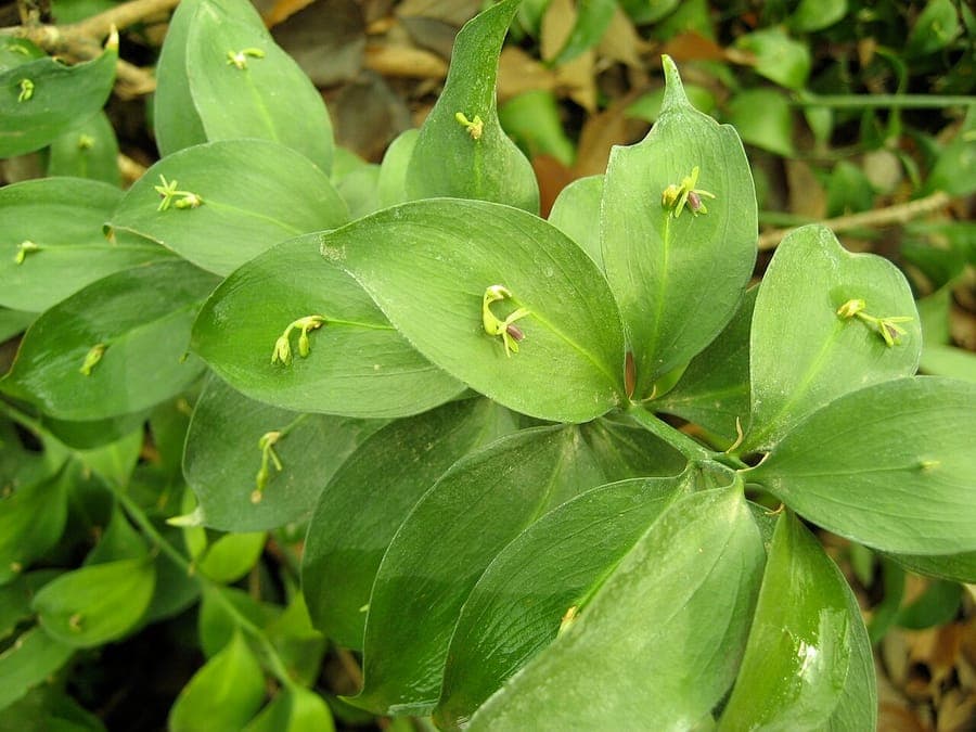 Ruscus hypophyllum avec cladodes fins et baies rouges