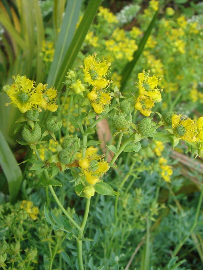 Ruta chalepensis gele bloemen