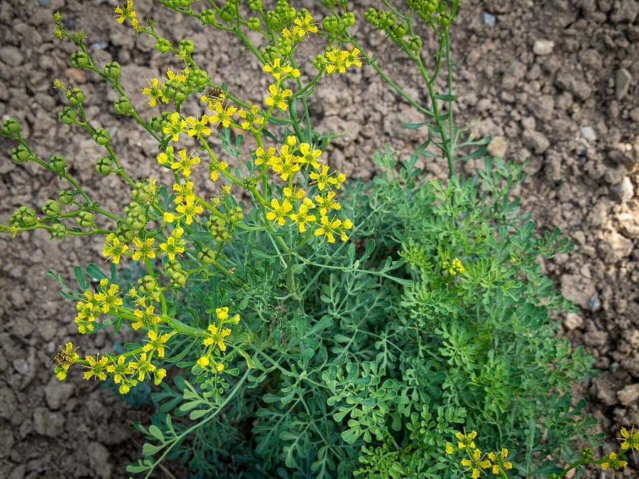 Ruta graveolens yellow flowers and green foliage