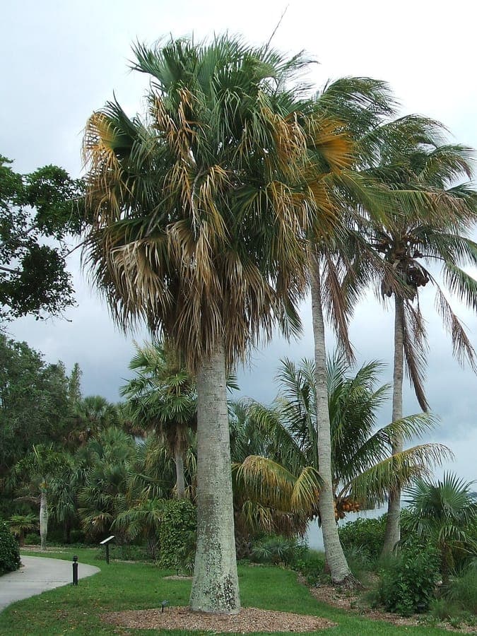 Sabal causiarum Puerto Rico-palmetto palmboom met waaierbladen