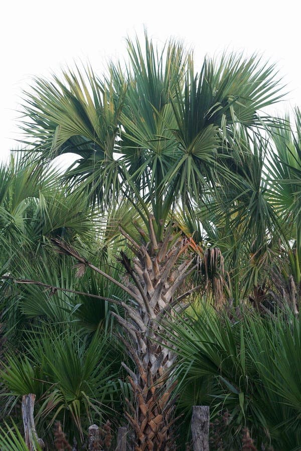 Texas palmetto palm met grote waaierachtige bladeren
