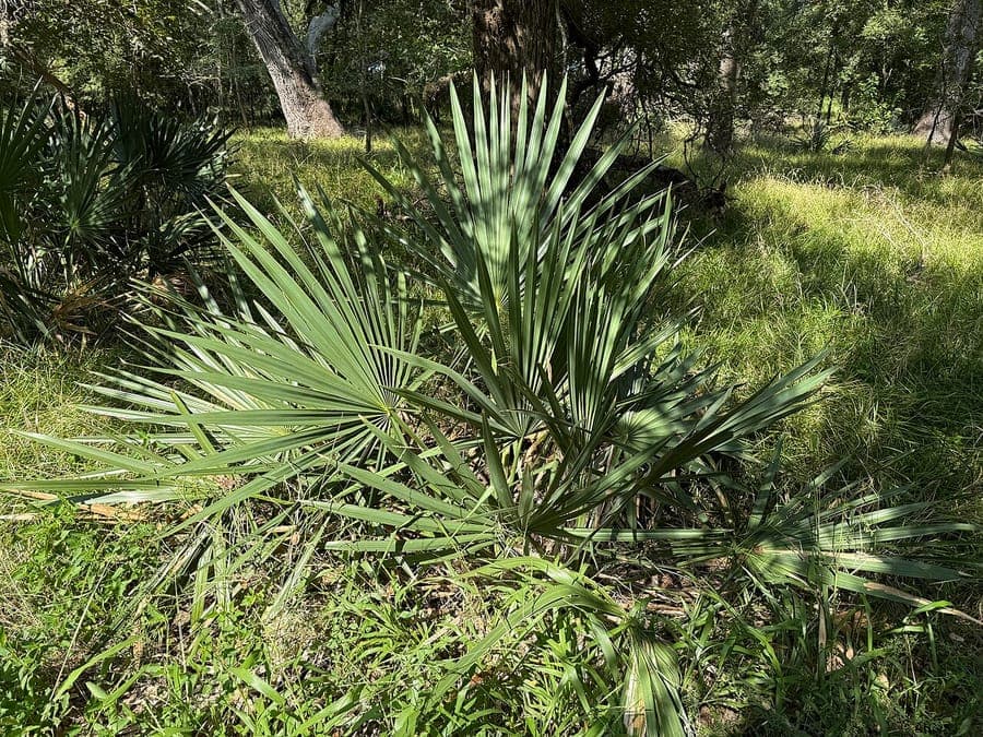 Sabal minor palm with fan-shaped leaves