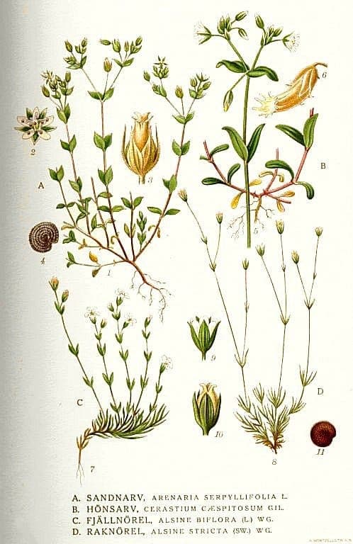 Stijf zandkruid met witte bloemen op stengelzachte stengels