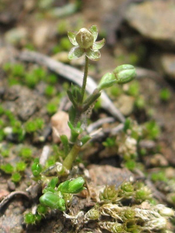 Annual pearlwort flowers