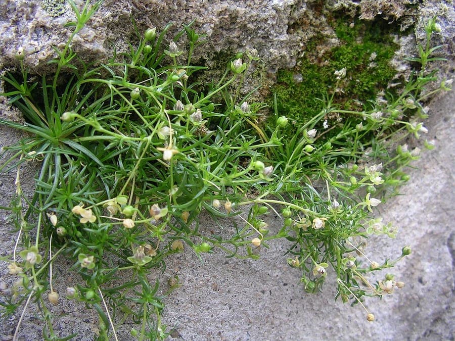 Sagine couchée en fleur entre des dalles de pierre dans un chemin humide et lumineux