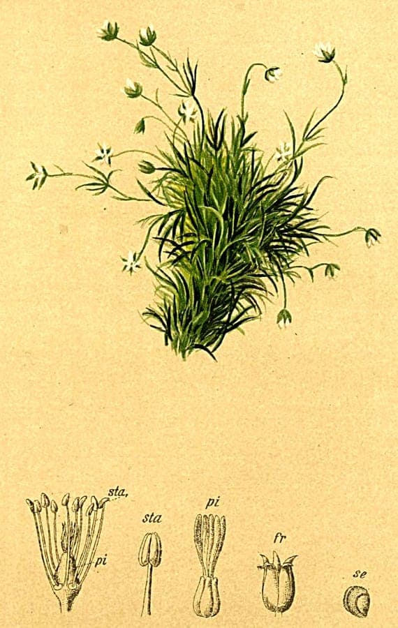 Sagina saginoides, ein kriechendes grünes Polster mit kleinen weißen Blüten, wächst zwischen Steinen in einem alpinen Garten.