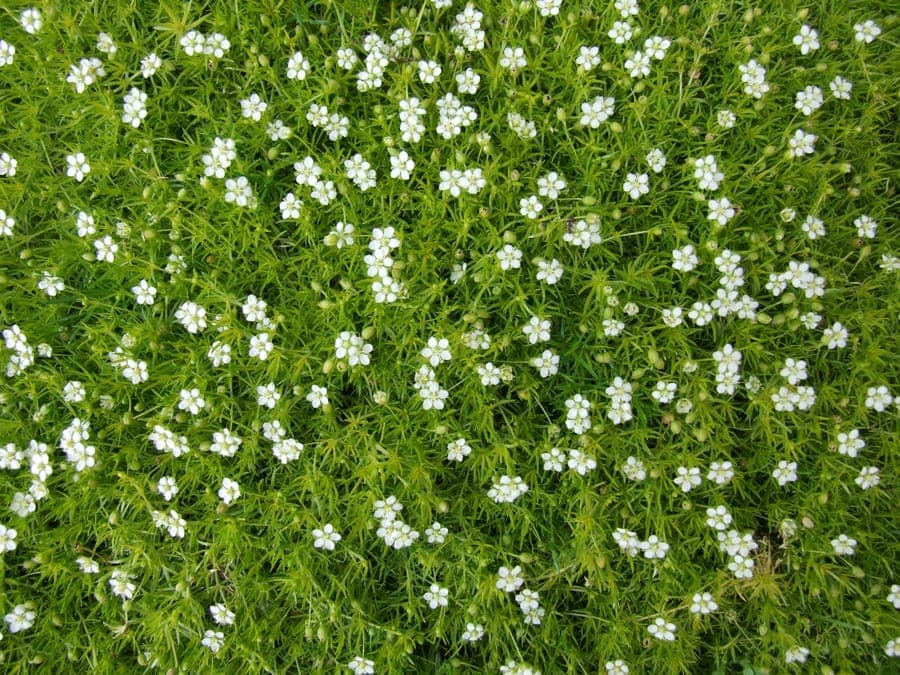 Dense green carpet of Awl-leaf pearlwort growing between garden path stones, dotted with tiny white flowers