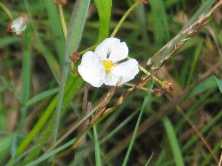 Grasblättriges Pfeilkraut mit weissen Blüten und grasartigen Blättern