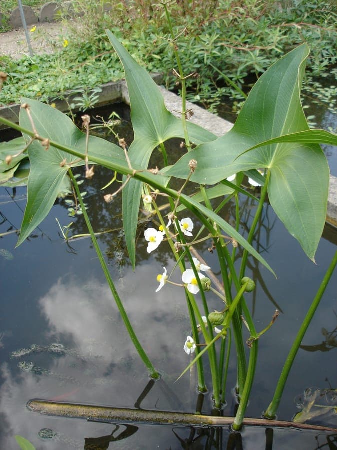 Sagittaria latifolia met witte bloemen en pijlvormige bladeren