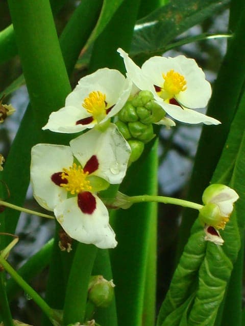 Sagittaria montevidensis bloemen in water