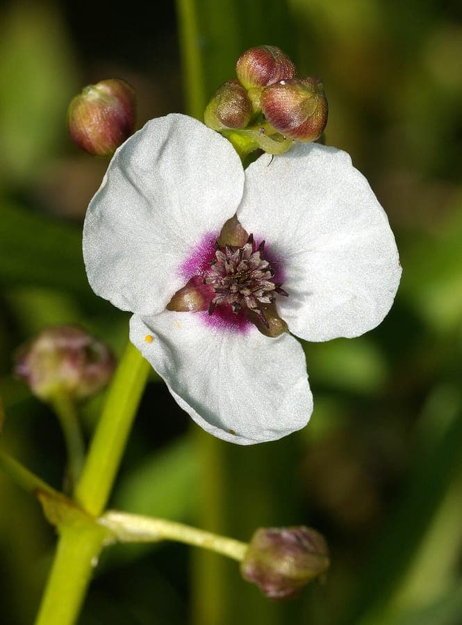 Sagittaria sagittifolia bloemen en pijlvormige bladeren