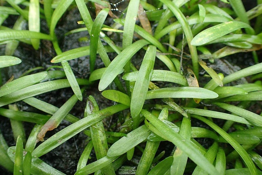 Sagittaria subulata onderwatergroei in aquarium