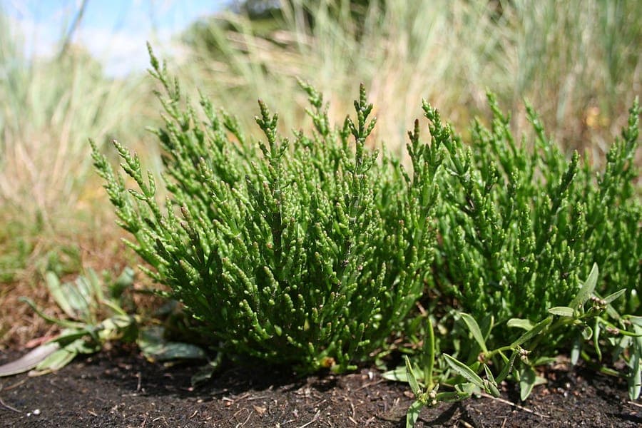Salicornia europaea plant with green and red foliage