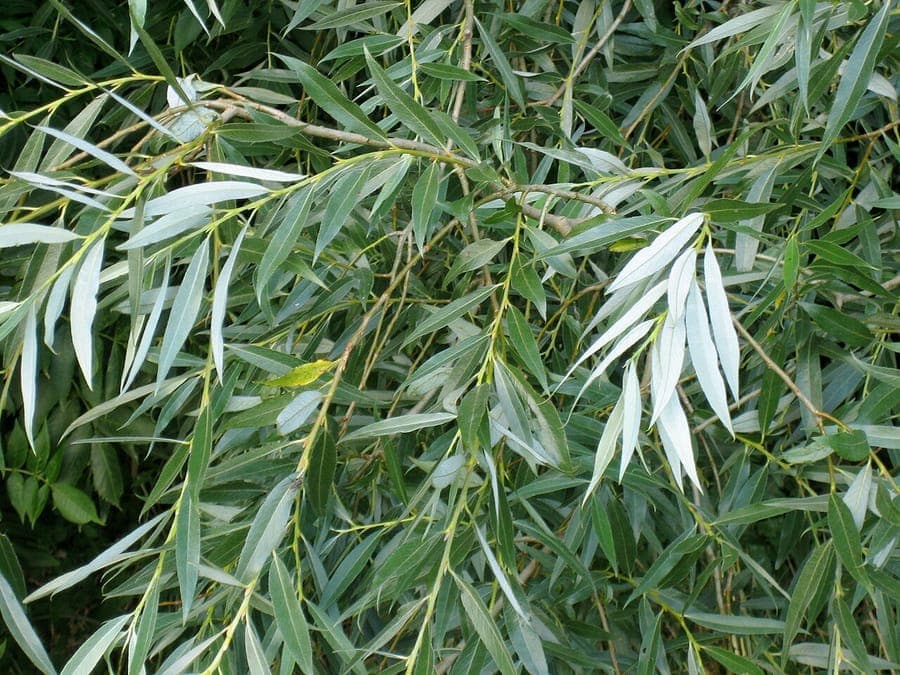 White willow tree by a pond with silvery leaves shimmering in the breeze.