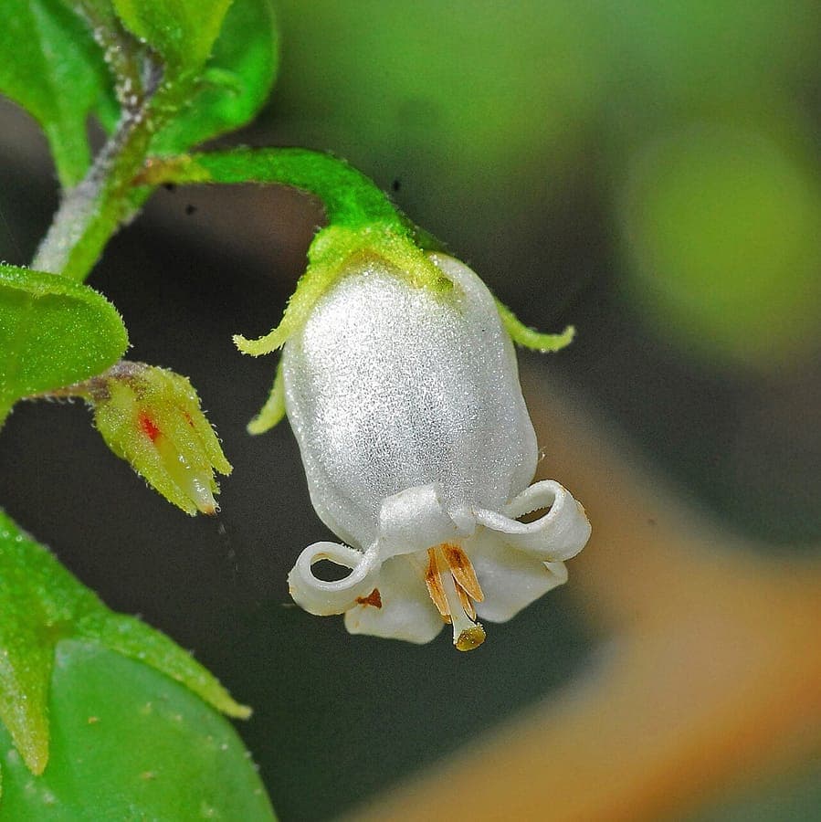 Lelietjeskruid met witte bloemen en groene bladeren