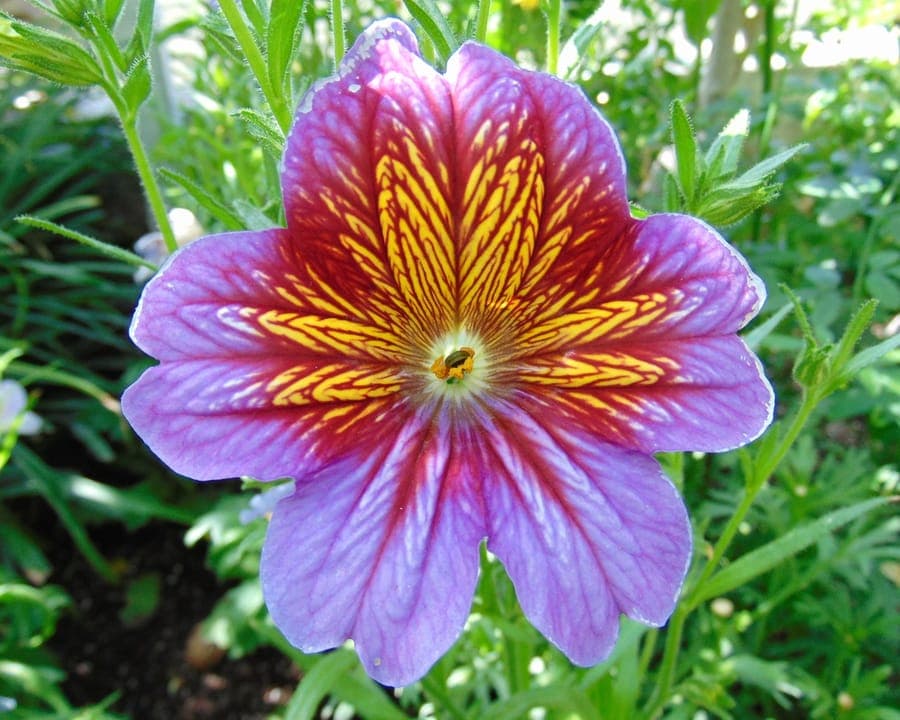 Painted-tongue with velvety purple flowers and yellow veins