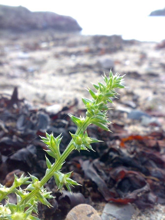 Prickly saltwort plant with spiky green leaves and rounded shape