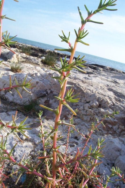 Plante Salsola soda avec structure de branchement caracteristique