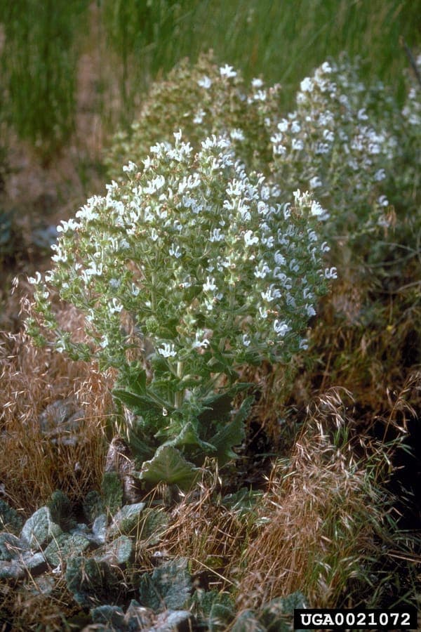 White flowers of African sage on green stems