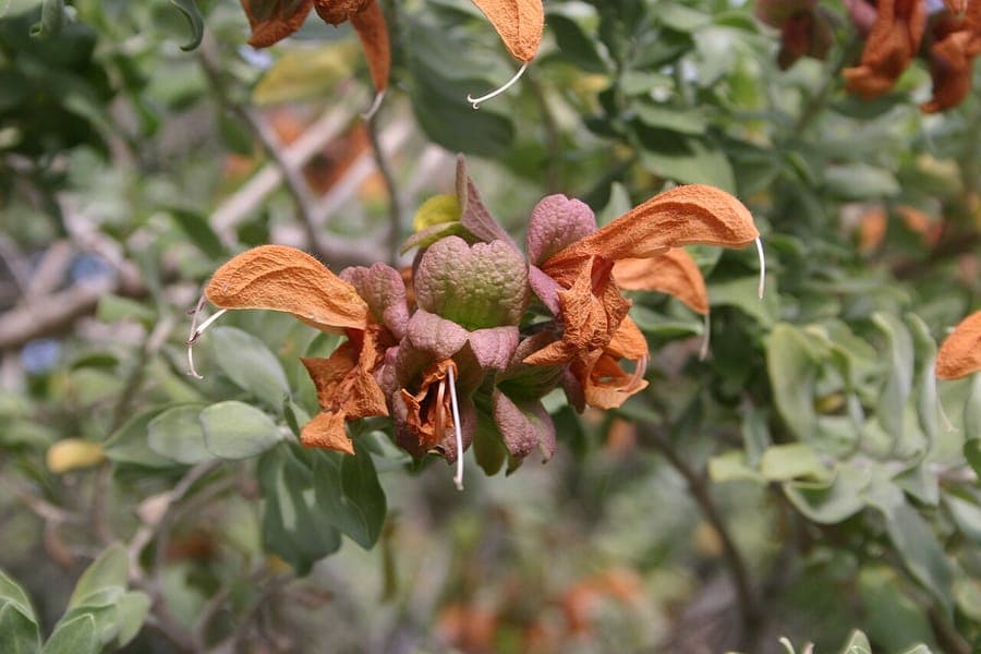 Yellow flowers of Salvia africana-lutea with gray foliage