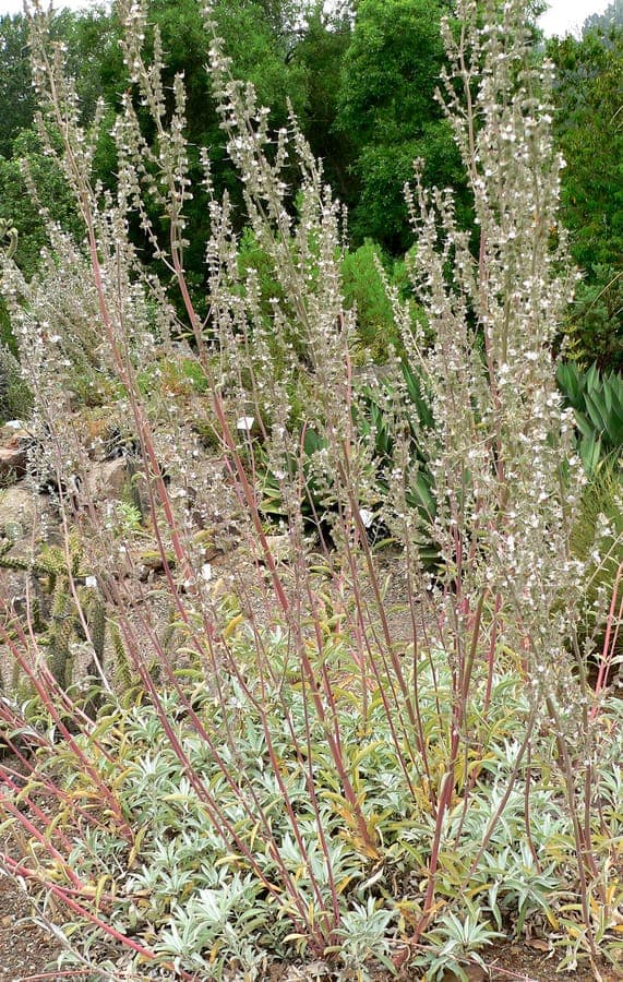 White sage (Salvia apiana) with characteristic silvery foliage