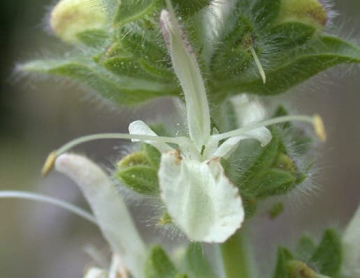 Purple flowers of Salvia austriaca in full sunshine