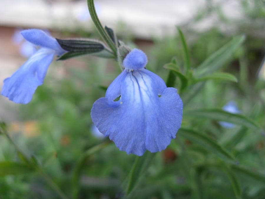 Salvia azurea displaying sky-blue flower spikes