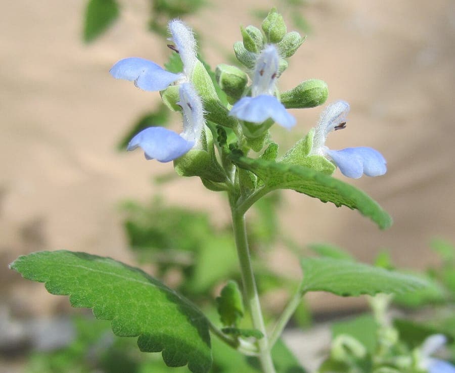 Shrubby blue sage (Salvia ballotiflora) with blue flowers