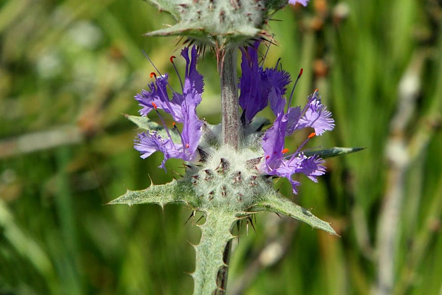 Purple-blue flowers of thistle sage with spiny leaves