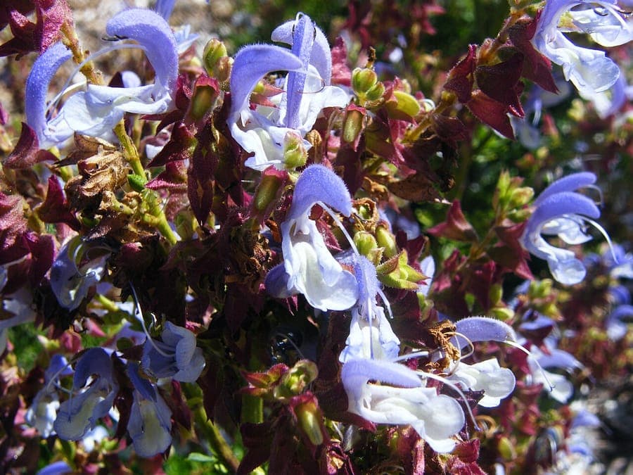 False blue sage (Salvia chamelaeagnea) with orange flowers