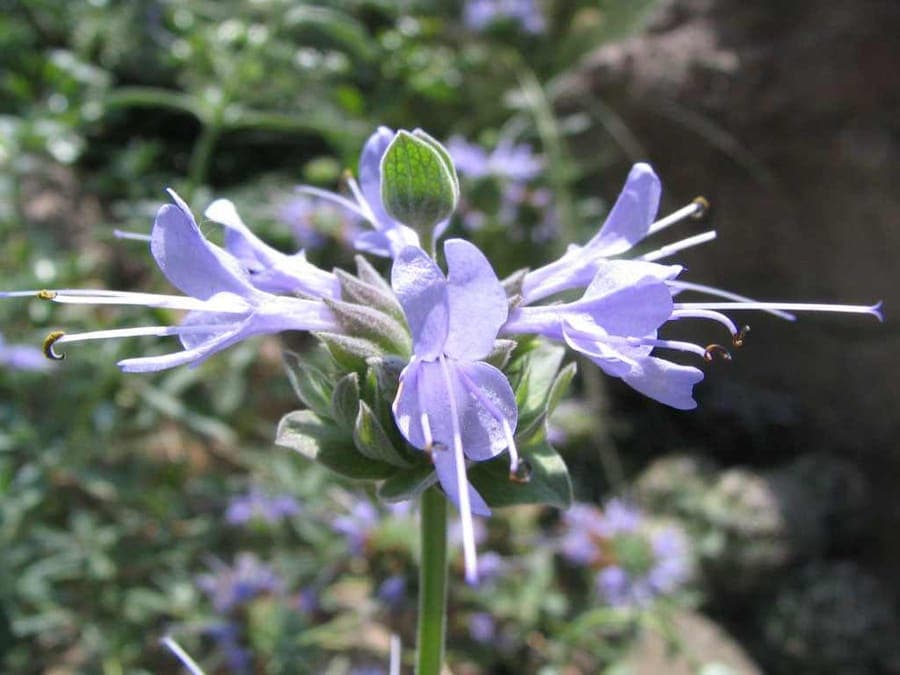 Salvia clevelandii with blue flowers in bloom
