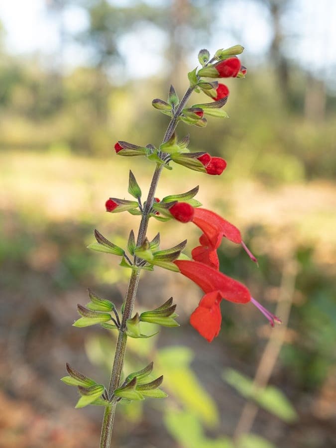 Texas Sage Salvia coccinea with brilliant scarlet flowers
