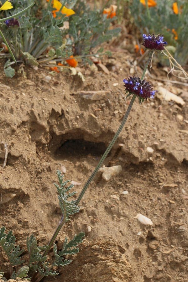 Salvia columbariae with distinctive flower clusters