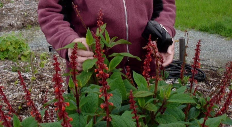 Salvia confertiflora showing dense reddish-brown flowers