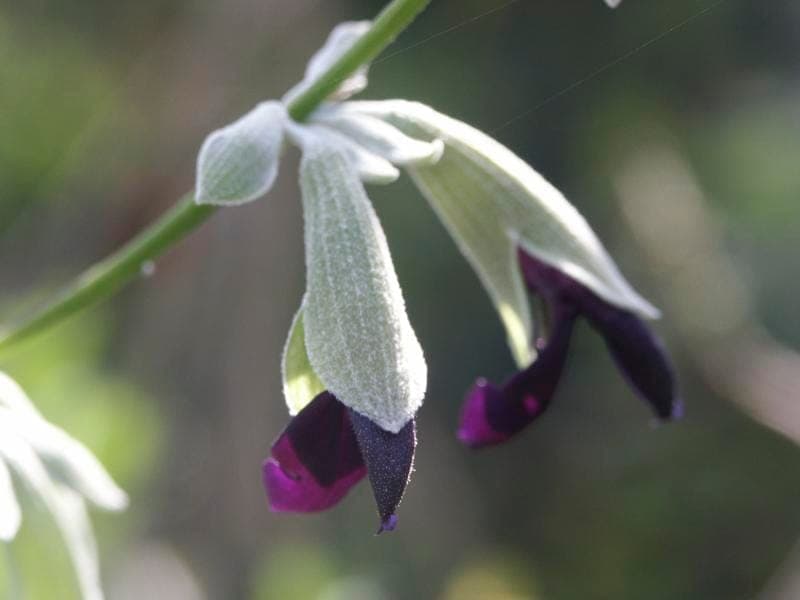 Salvia discolor with striking dark flowers
