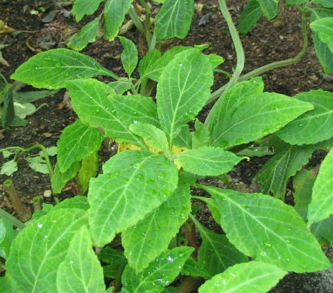 Salvia divinorum diviner's sage with characteristic foliage