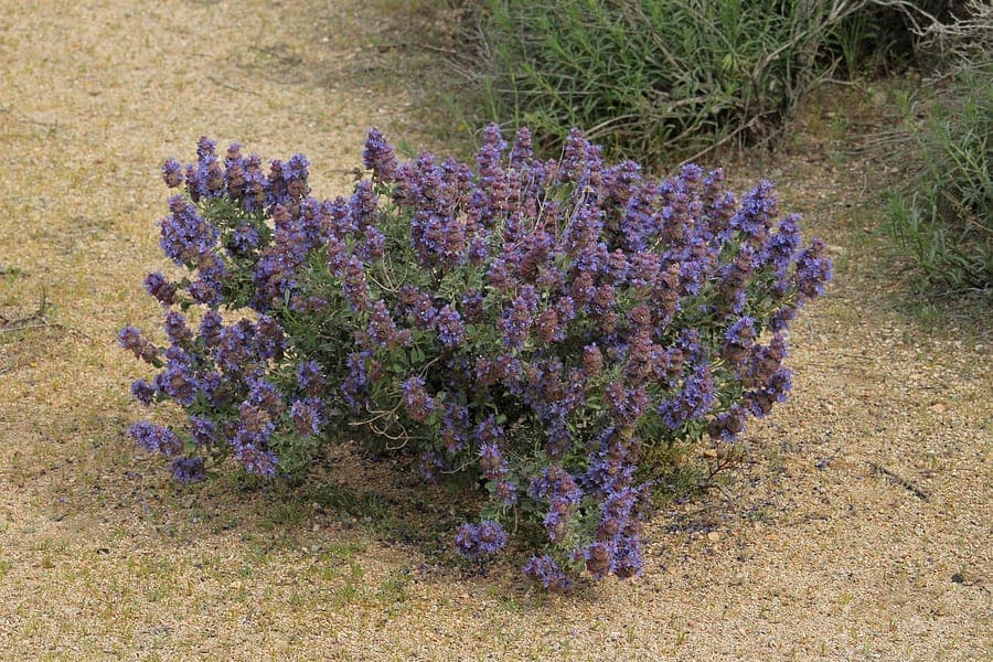 Purple sage blooming in arid habitat