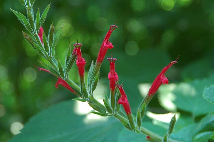 Red flowers of pineapple sage on green foliage