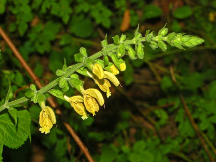 Kleverige salie (Salvia glutinosa) met gele bloemen in een natuurlijke tuin